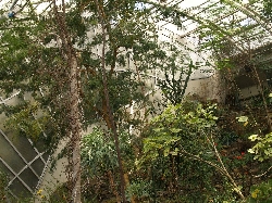 Ve skleníku I